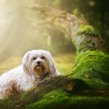 dog, mossy, trunk, Maltese