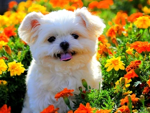 Flowers, Maltese, doggy, color, White
