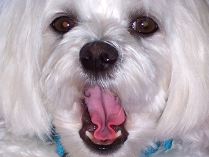 Maltese, Sweet, muzzle