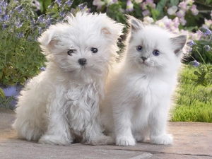 White, White, kitten, Maltese