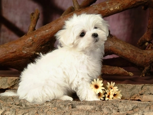 puppie, small, Maltese, Maltese, Flowers, White