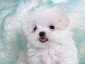 Maltese, Maltese, White, puppie, small