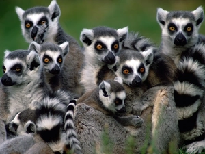 mammals, lemurs, Eyes