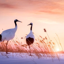 Manchurian Cranes, Two cars, snow, Cane, Great Sunsets, birds