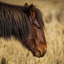 mane, Brown, Horse