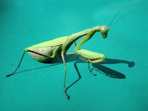 mantis, Callibia
