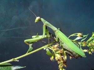mantis, Green