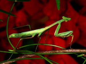 mantis, twig
