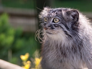 Manul, Eyes