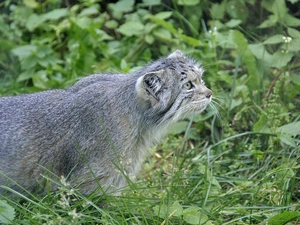 Manul, green