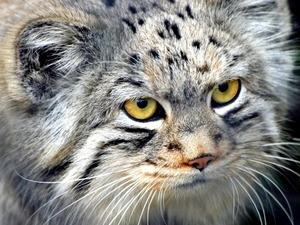 Manul, muzzle