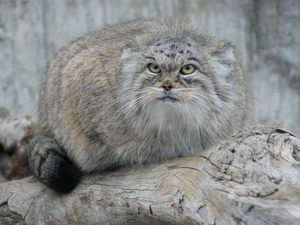 Manul