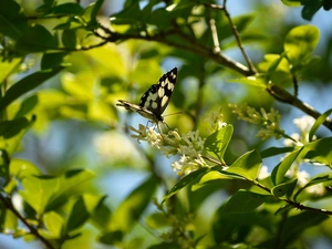 marbled chessboard, butterfly, Twigs, Flowers, flash, luminosity, ligh, sun, White