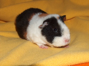 Blanket, guinea pig, maritime