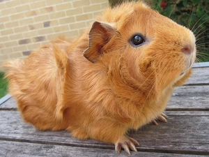 boarding, guinea pig, maritime