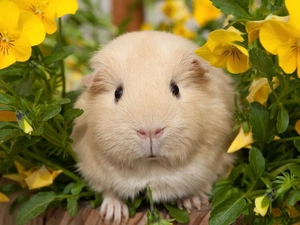 Flowers, guinea pig, maritime