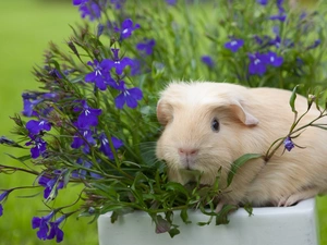 Flowers, guinea pig, maritime