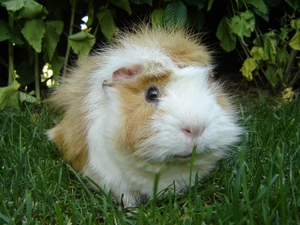 grass, guinea pig, maritime