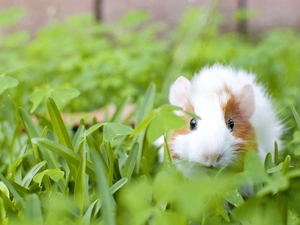 green, guinea pig, maritime