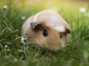 Meadow, guinea pig, maritime