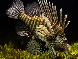 maritime, fish, skrzydlica