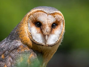 Australian Masked Owl, Bird, owl