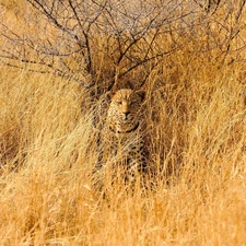 masking, Chatter, Leopards