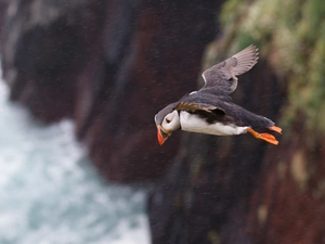 Maskonur, Bird, flight