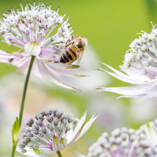 bee, Flowers, Great Masterwort