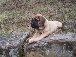 Stones, English mastiff, Mastiff