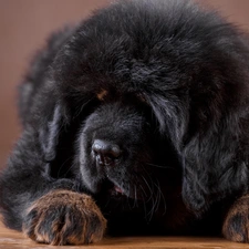 Black, Tibetan Mastiff