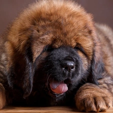 Brown, Tibetan Mastiff