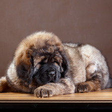 Puppy, Tibetan Mastiff