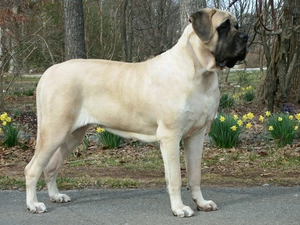 English mastiff, Yellow, Flowers, Mastiff