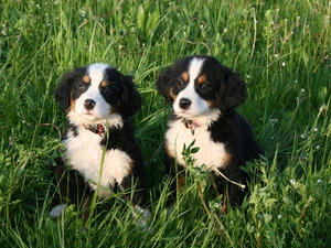 meadow, puppies, an