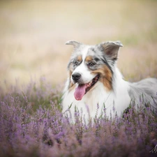 heather, Australian Shepherd, Meadow