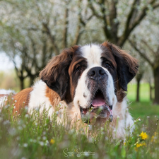 Meadow, dog, Bernard