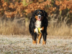 Bernese Mountain Dog, Meadow