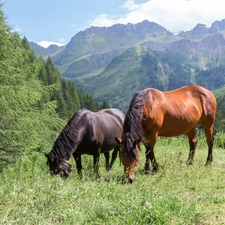 Mountains, woods, bloodstock, Meadow, Two cars