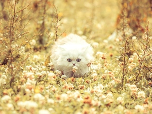 Meadow, White, cat