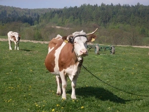 Meadow, Cow, chain