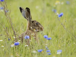 cornflowers, Wild Rabbit, Meadow