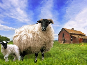 Meadow, Sheep, cote