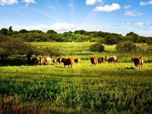 Meadow, pasturage, cows