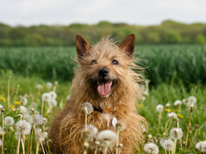 dog, Meadow, dandelions, Cairn Terrier