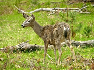 Meadow, young, deer