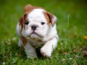 Meadow, honeyed, doggie