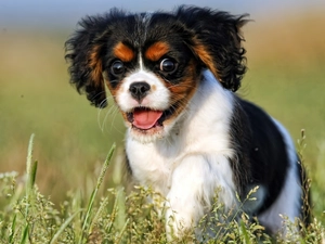 Meadow, small, doggy