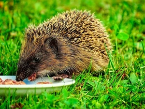 Meadow, hedgehog, feed