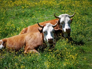 Floral, Two, Cows, Meadow